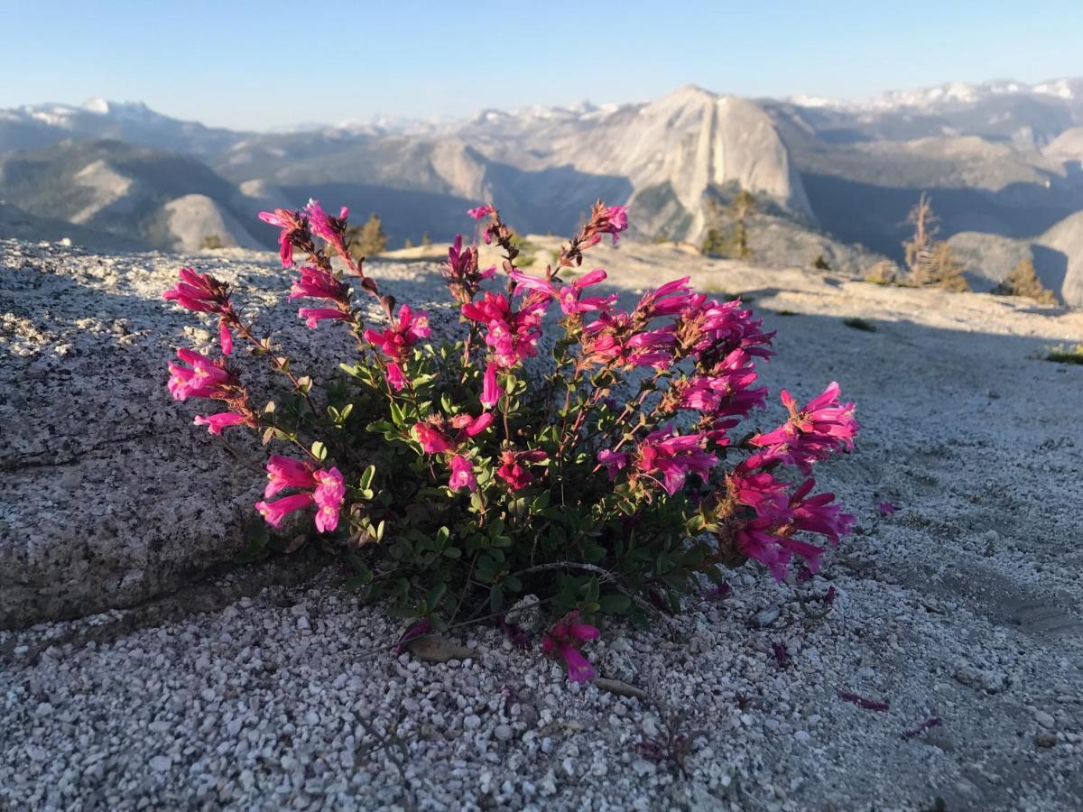 Apartament Morning Star Vista Near Yosemite - Countryside With Mountain Views Mariposa Zewnętrze zdjęcie